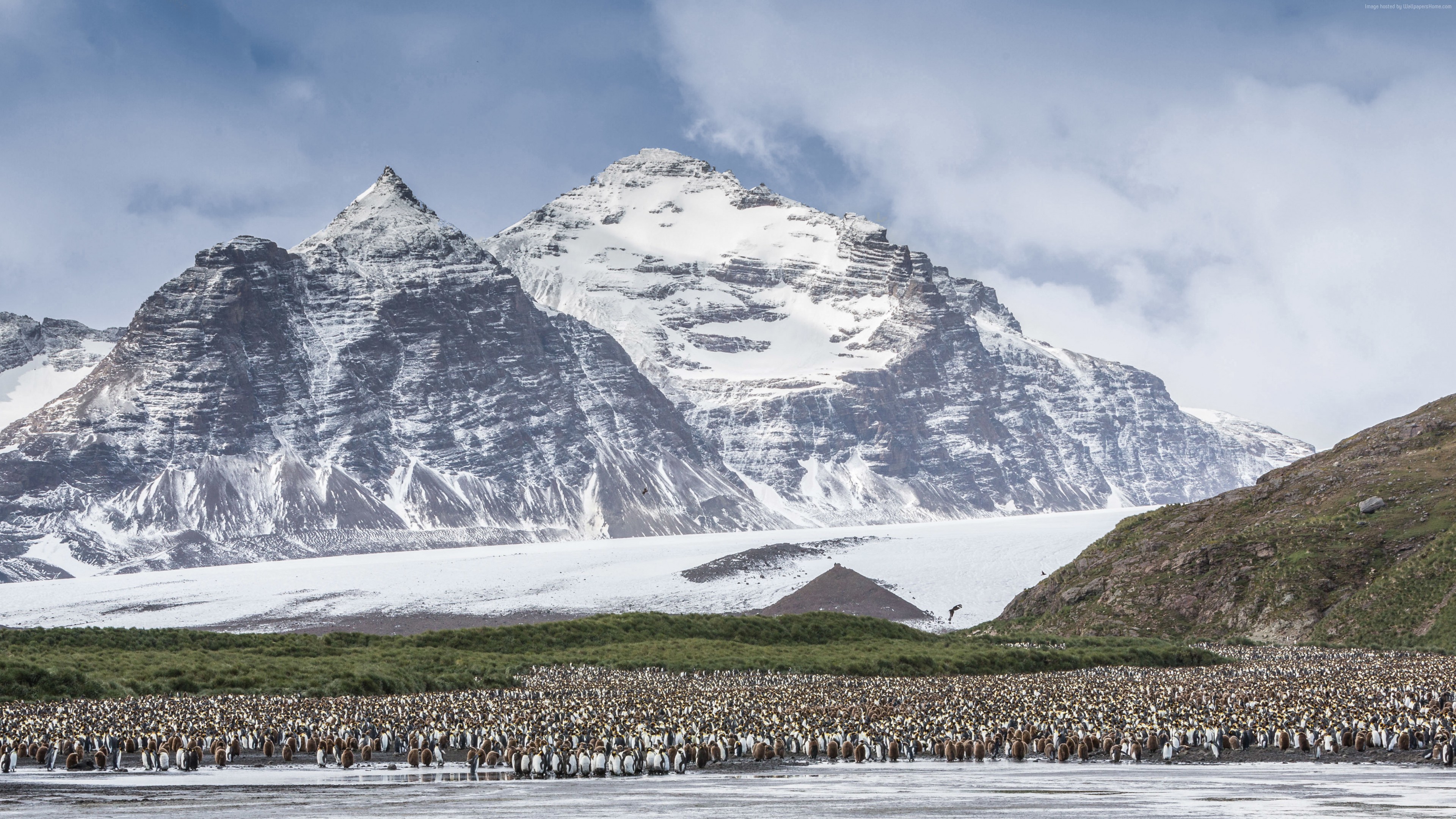 Wallpaper Antarctica, mountains, penguins, 5k, Travel
